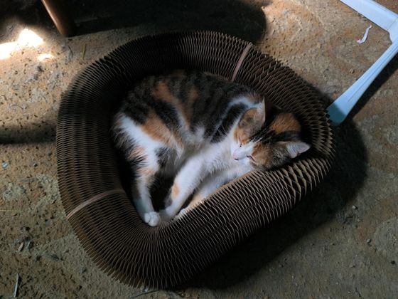 Calico cat curled asleep in a Kitty Kurlz scratcher ring in a patch of sunlight