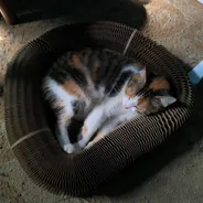 Calico cat sleeping curled inside a Kitty Kurlz cardboard scratcher in a patch of sunlight