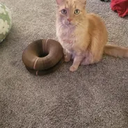 Cream-and-orange longhaired cat sitting beside a folded Kitty Kurlz cardboard scratcher on living room carpet