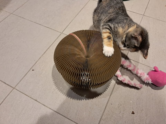 Dilute calico cat pawing the top of a Kitty Kurlz scratcher dome on a tile floor