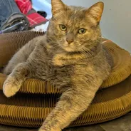 Dilute tortie cat lounging in a Kitty Kurlz cardboard scratcher with a front leg stretched onto the floor