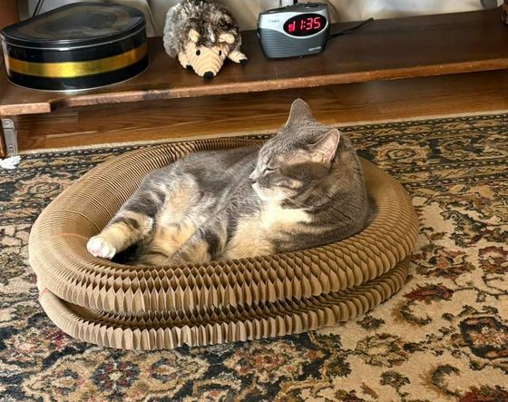 Dilute tortie cat napping inside a Kitty Kurlz cardboard scratcher ring on an oriental rug