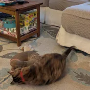 Dilute tortie cat pouncing on a Kitty Kurlz cardboard scratcher ring on a living room rug