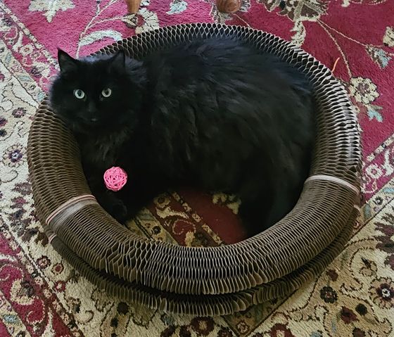 Fluffy black cat curled up inside a Kitty Kurlz cardboard scratcher ring with a pink wicker ball on an oriental rug