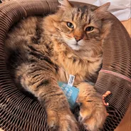 Fluffy brown tabby lounging inside a Kitty Kurlz cardboard ring hugging a blue catnip toy