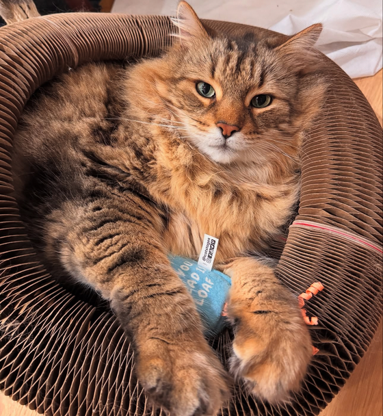 Fluffy brown tabby lounging inside a Kitty Kurlz cardboard ring hugging a blue catnip toy