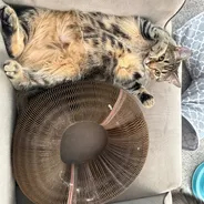 Fluffy brown tabby lying belly-up on an armchair next to a Kitty Kurlz cardboard scratcher ring
