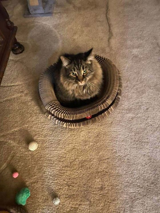 Fluffy brown tabby sitting inside a Kitty Kurlz cardboard scratcher ring on carpet with toys nearby
