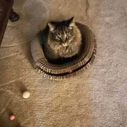 Fluffy brown tabby sitting inside a Kitty Kurlz cardboard scratcher ring on carpet with toys nearby
