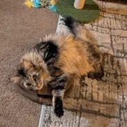Fluffy longhair tabby rolling playfully on a Kitty Kurlz scratcher ring on carpet