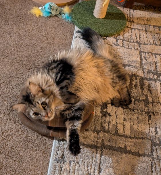 Fluffy longhair tabby rolling playfully on a Kitty Kurlz scratcher ring on carpet