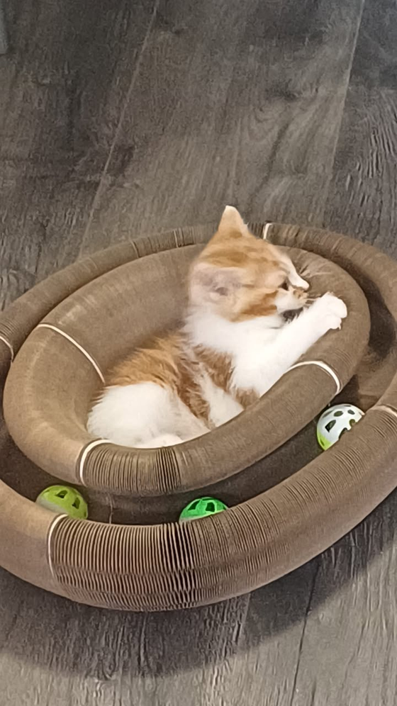 Fluffy orange-and-white kitten relaxing in a Kitty Kurlz scratcher with green rattle balls in the track