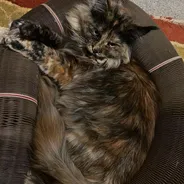 Fluffy tortoiseshell cat curled inside a Kitty Kurlz cardboard scratcher ring looking up at the camera