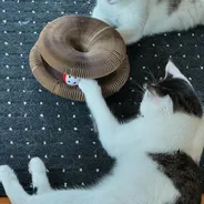 Kitten reaching for the rattle ball inside a Kitty Kurlz scratcher while another cat watches