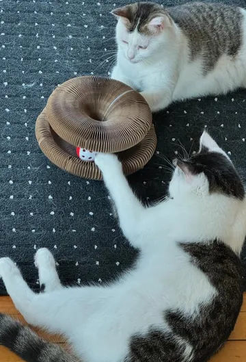 Kitten reaching for the rattle ball inside a Kitty Kurlz scratcher while another cat watches