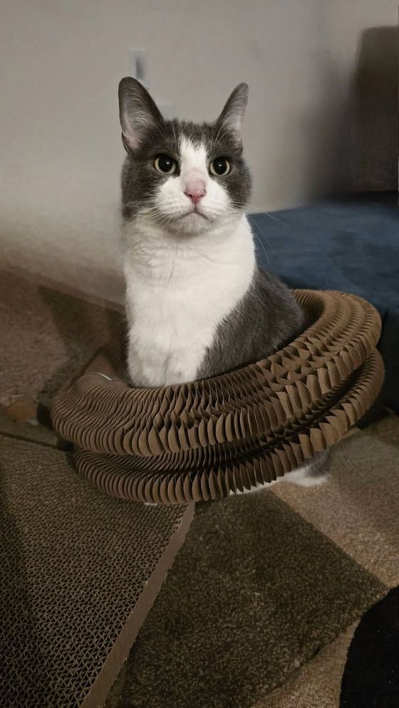 Gray-and-white cat sitting upright inside a Kitty Kurlz cardboard scratcher ring