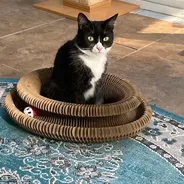 Gray-and-white cat napping inside a Kitty Kurlz cardboard scratcher on a hardwood floor