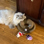 Fluffy gray-and-white cat resting its head on a Kitty Kurlz scratcher ring with a white rattle ball
