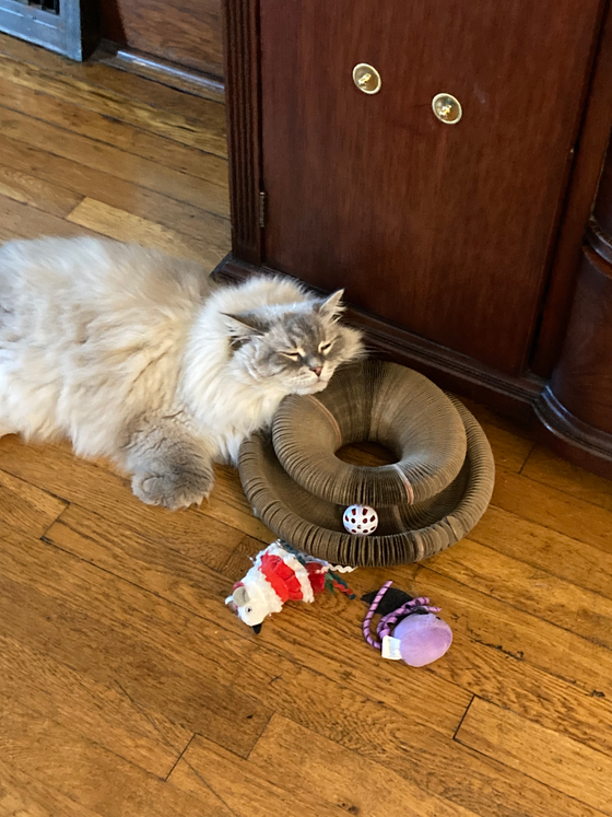 Fluffy gray-and-white cat resting its head on a Kitty Kurlz scratcher ring with a white rattle ball