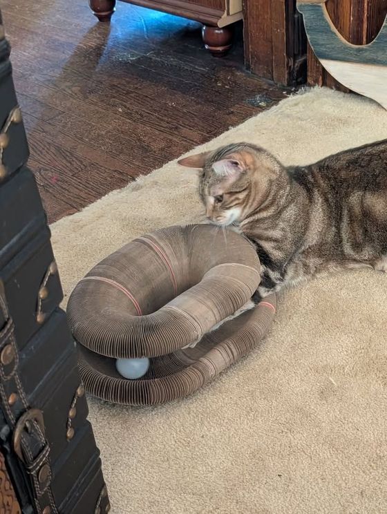 Tabby cat nosing a folded Kitty Kurlz cardboard scratcher with a white ball in its track on a cream rug