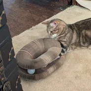 Tabby cat nosing a folded Kitty Kurlz cardboard scratcher with a white ball in its track on a cream rug