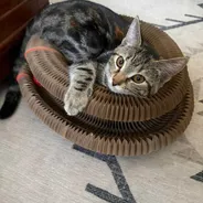 Young tabby cat lounging on a Kitty Kurlz scratcher ring with its head resting on the rim