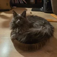 Fluffy gray longhaired cat sitting inside a Kitty Kurlz scratcher ring on a wood floor