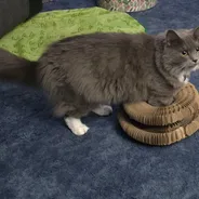 Fluffy gray cat sitting on top of folded Kitty Kurlz cardboard rings on blue carpet