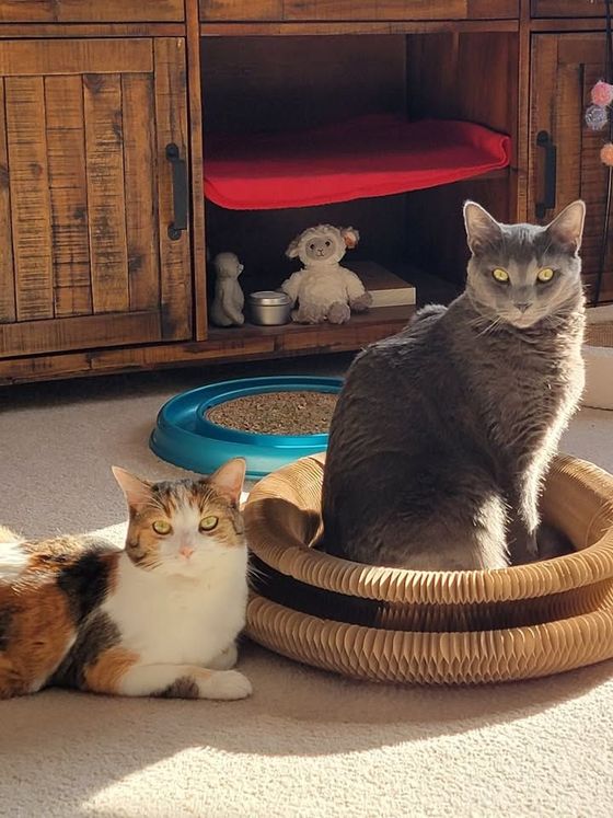 Gray cat sitting inside a Kitty Kurlz cardboard scratcher ring in a sunbeam while a calico lounges beside it