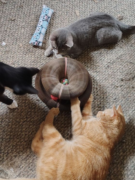 Three cats gathered around a Kitty Kurlz cardboard scratcher as an orange tabby paws at the felt balls inside