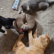 Three cats gathered around a Kitty Kurlz cardboard scratcher as an orange tabby paws at the felt balls inside