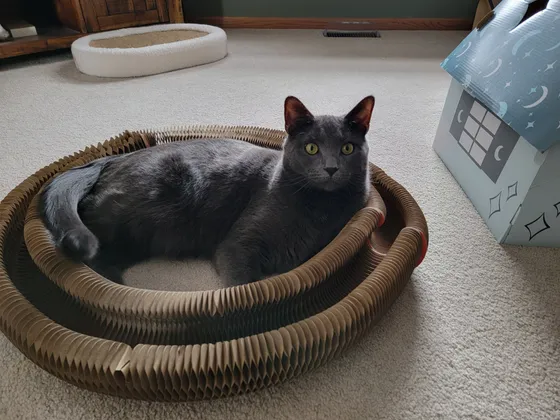 Wide-eyed gray cat lying inside a Kitty Kurlz cardboard scratcher ring on cream carpet