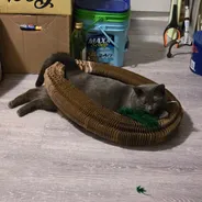 Gray cat draped inside a stretched-open Kitty Kurlz scratcher with a green feather toy