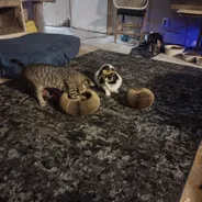 Gray tabby pawing inside a Kitty Kurlz scratcher ring while a calico watches on a dark carpet