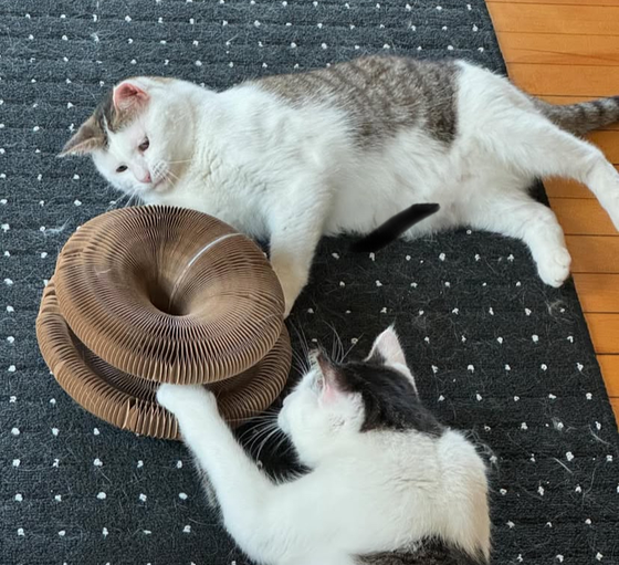 Two cats playing around a Kitty Kurlz cardboard scratcher on a dark dotted rug