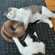 Two cats playing around a Kitty Kurlz cardboard scratcher on a dark dotted rug