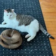 Tabby-and-white cat lounging next to a Kitty Kurlz cardboard scratcher on a dark rug