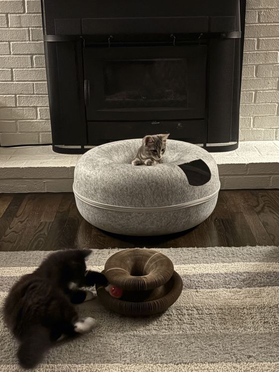 Gray kitten perched on a felt donut bed while a dark kitten plays with a Kitty Kurlz scratcher on the rug