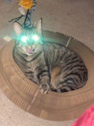 Gray tabby cat with tongue out lying inside a Kitty Kurlz cardboard scratcher ring at night