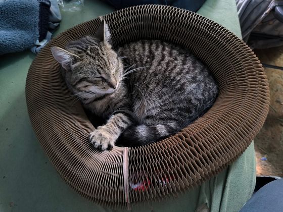 Brown tabby curled asleep inside a Kitty Kurlz cardboard scratcher ring
