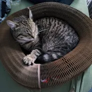 Brown tabby curled asleep inside a Kitty Kurlz cardboard scratcher ring