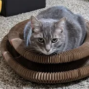 Gray tabby cat loafing on top of a Kitty Kurlz cardboard scratcher ring and staring at the camera