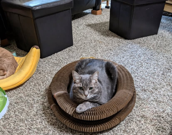 Gray tabby cat relaxing inside a stacked Kitty Kurlz cardboard scratcher on living room carpet