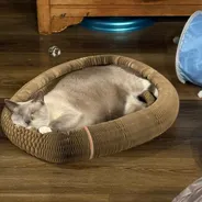 Lilac-point cat sound asleep inside an oval Kitty Kurlz cardboard scratcher on a dark wood floor