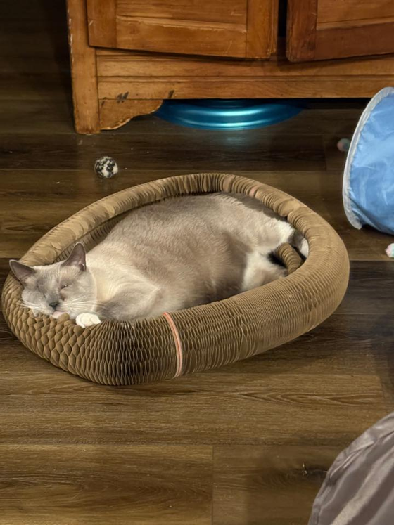 Lilac-point cat sound asleep inside an oval Kitty Kurlz cardboard scratcher on a dark wood floor