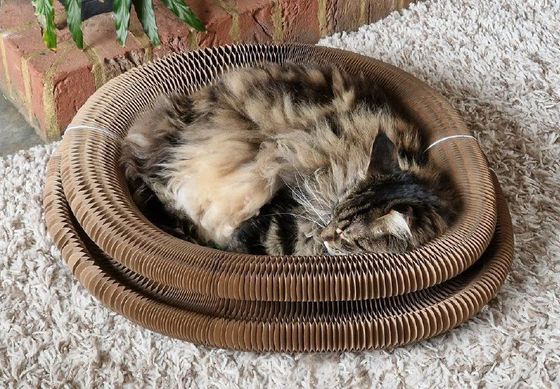 Fluffy tortoiseshell cat sleeping curled inside a Kitty Kurlz cardboard scratcher ring on shag carpet