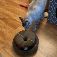 Lynx-point tabby cat sniffing a Kitty Kurlz cardboard scratcher ring with rattle balls on a hardwood floor