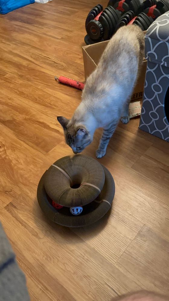 Lynx-point tabby cat sniffing a Kitty Kurlz cardboard scratcher ring with rattle balls on a hardwood floor