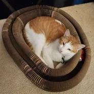 Orange-and-white cat curled up inside a Kitty Kurlz cardboard scratcher ring with rattle balls in the track