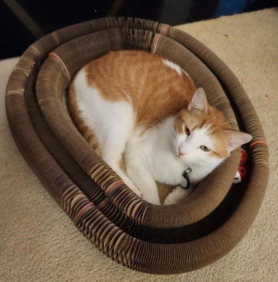 Orange-and-white cat curled up inside a Kitty Kurlz cardboard scratcher ring with rattle balls in the track